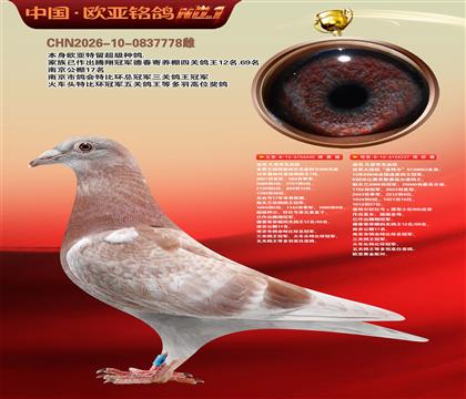迪克.凡登布克440X基特尔237黄金配对