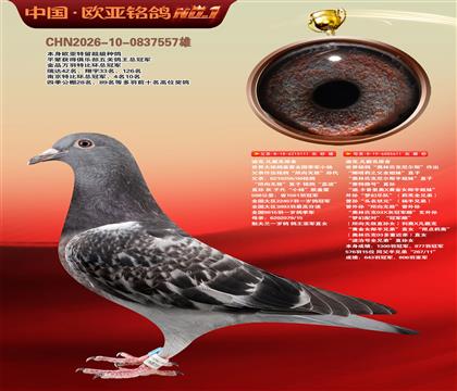 迪克.凡戴克原舍111X611奥林匹克尼尔斯