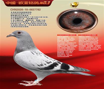 利奥鸽王杨直孙851×利奥超级金母麻鹰804