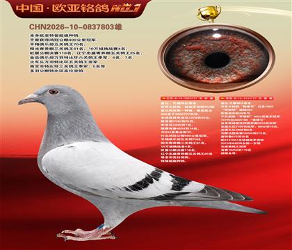 盖比原舍超级罗密欧直子727X猎鹰号127