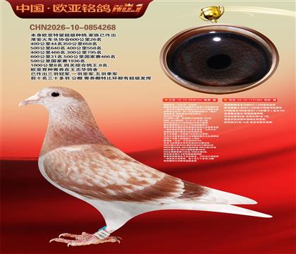 詹森公主号四冠鸽王八名124X919直女080