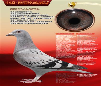 利奥波尔特亚精顿444×超级金母麻鹰804