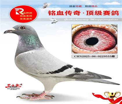 考夫曼金雄·玛努全平辈