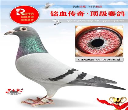 陈亚军大奔家族、重点