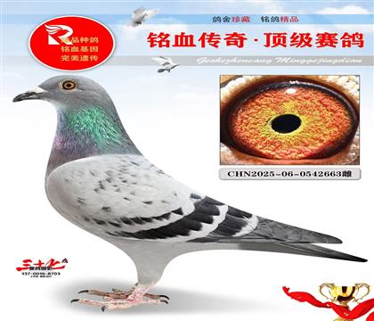 最好的布克斯·必发挥