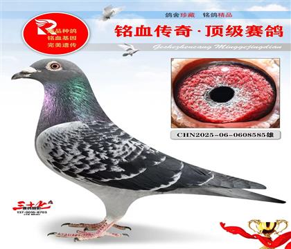 新罗西回血、比较看好