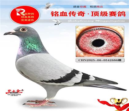 登瀛鸽舍、帽子戏法