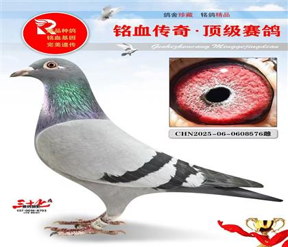 考夫曼金雄·玛努全平辈、