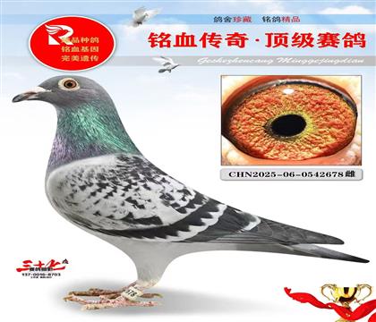 纯布克斯·父母都出高位
