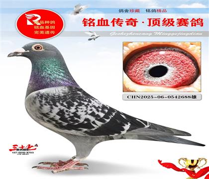 实战詹森、前十名超百的家族