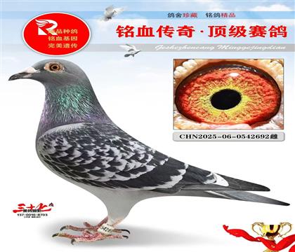 惠翔鸽王10名·卡普鸽王6名