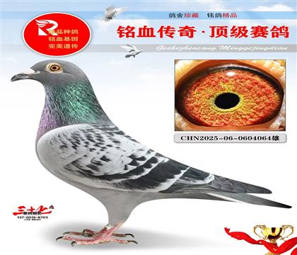 惠翔鸽王10名·卡普鸽王6名