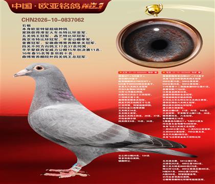 詹森超级配对555X詹森914直孙女625