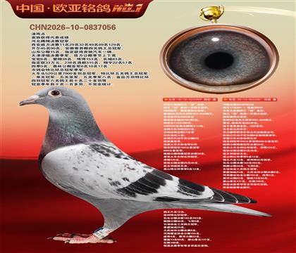 世界大铭鸽鸽王“杨”直孙999X利奥全国鸽王281
