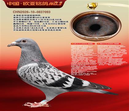 利奥波尔特亚精顿444×超级金母麻鹰804