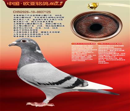 世界大铭鸽电脑戈马利“涡轮号”447X314黄金配对