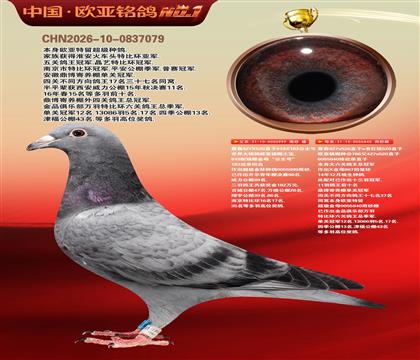 詹森919直子999X詹森766直女840