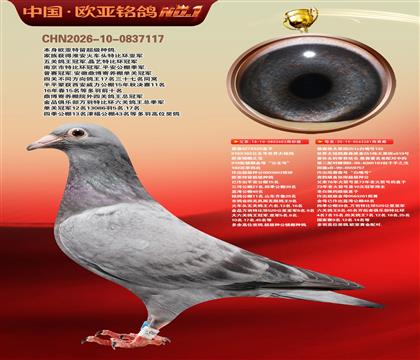 詹森919直子603X伟大黑斑281