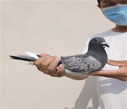 超级特留