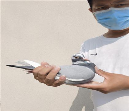 开尔37名全同胞做育