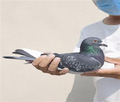卡普冠军直子配鸽王冠军