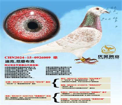 迪克.范登布克“好红号”直孙x“格里佩”直孙女