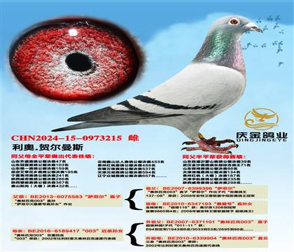 利奥.赫尔曼斯“萨菲尔”直子x“003”近亲