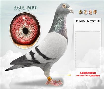 起棚种雄 五关鸽王7位 “奶酪240″直孙