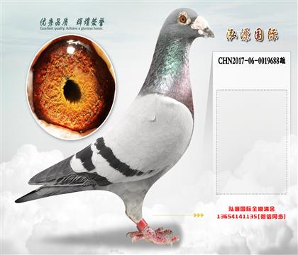 “瑞克098”直孙X“奶酪小子”直孙女