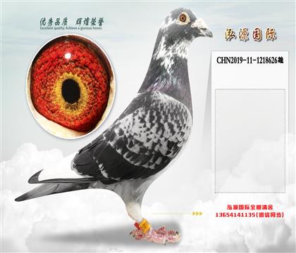 台湾明月 “汤米狼狗号”直孙X“汤米狼狗号”直女