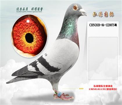 “奶酪“098”直子”X“奶酪小子”直孙女