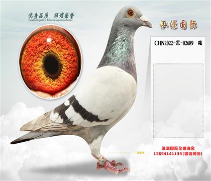 杰夫范温克 “银色371”直孙X“银色371”直孙女