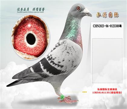 《推荐》“奥林匹克003”直孙X“新梦幻配对”直孙女
