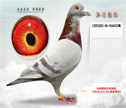 “基特尔”直子X“好红号全兄弟”直孙女