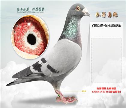 “奥林匹克003”直孙X“奥林匹克003”直孙女