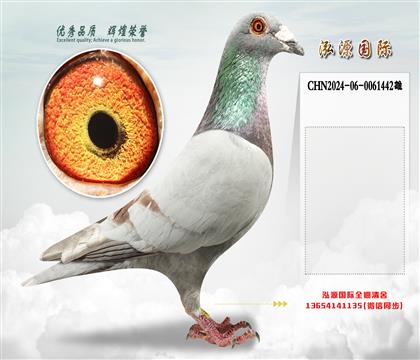 杰夫.凡温克“银371”直孙X”银色371“直孙女