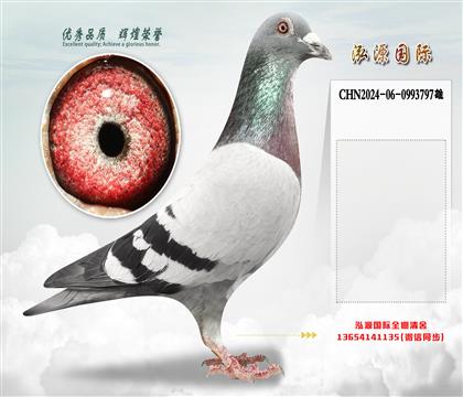 “基特尔”直孙X“基特尔”直女
