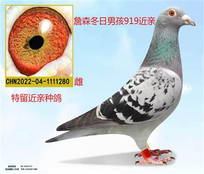 詹森冬日男孩919近亲