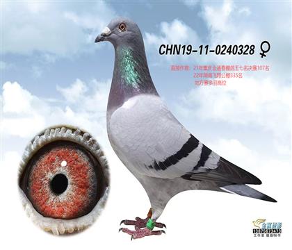 极速猛禽328