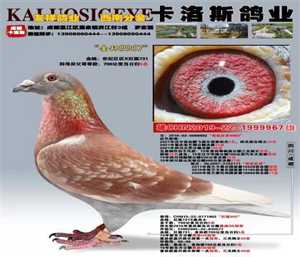 卡洛斯:金环9967