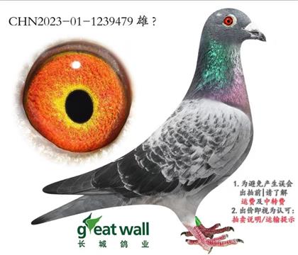 长城:新福雷迪 新年轻克拉克