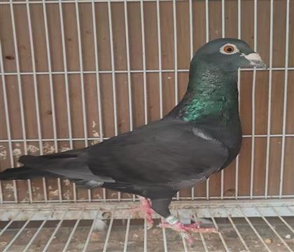 红楼:黑胡本963 雄