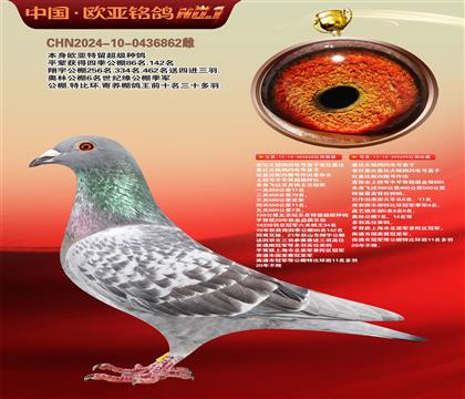 红盖比近亲868X红盖比699公棚利器