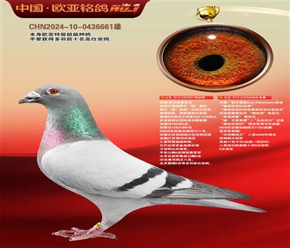 利奥原舍鸽王杨851X03近亲608
