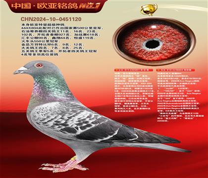 利奥鸽王杨直孙851×利奥超级金母麻鹰804