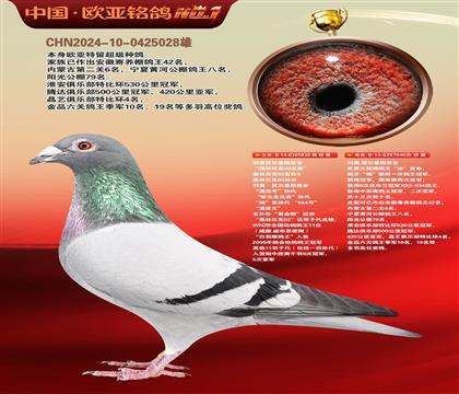 利奥原舍漂亮号828X鸽王杨040