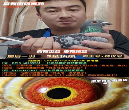 《最后一羽》马赛尔原舍子代,狮王号x特优号