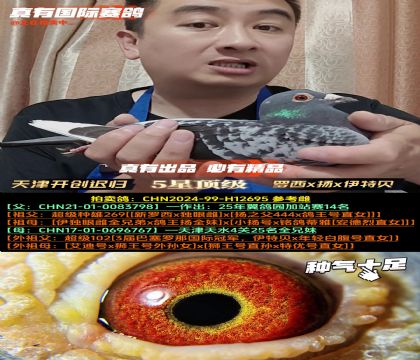 《天津开创迟归》新罗西x扬x伊特贝
