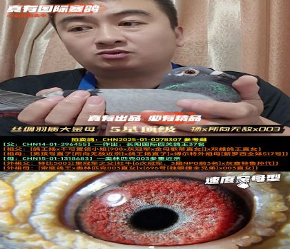 《丝绸羽质大金母》扬x所向无敌x003