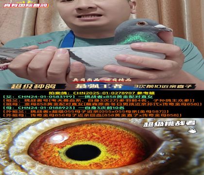 《3次前10近亲直子》挑战者x传奇金母858